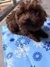 京悠雨德国黑科技宠物冰垫狗狗猫咪凉席垫子夏天冰床睡地垫降温用品冰窝 蓝色雪花【冰爽凝胶/持久降温 S【40*30cm】10斤内 实拍图