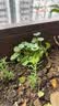 铜钱草水培植物大叶水栽鱼缸水养绿植金钱草小水草客厅室内外花卉 薄荷盆栽（3盆） 实拍图
