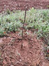 欧悟【买2颗送1颗】嫁接车厘子树苗大樱桃树苗盆栽果树苗木南北方种植 脆甜柿子树苗 3年小苗试种【不参加2送1】 实拍图