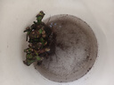 睿格达嫁接多色玫瑰花老桩玫瑰蔷薇老根四季开花月季花苗室内外盆栽大花 多色12号 买一颗送一颗发2颗 不含盆 实拍图