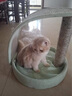 兽牌拱桥剑麻猫抓板不掉屑立式猫爬架猫磨爪猫玩具猫窝冬季保暖带垫子 薄荷绿【清新简约色】 实拍图