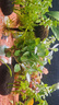【京东物流】水草套餐 好养耐活真水草植物绿菊大叶绿九冠鱼缸 红绿搭配八杯水草（吸底杯）超值推荐 实拍图