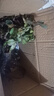 申堰【2颗】碎冰蓝玫瑰玫瑰老桩花卉绿植盆栽阳台花卉玫瑰花盆栽室内 稀有天空蓝/共【2颗】 实拍图