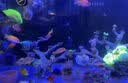 威力顿国象珊瑚专用胶海缸水族造景SPS粘珊瑚基座底座纽扣活石LPS鱼缸水草莫斯强力啫喱胶水可水下操作 国象珊瑚胶20g*3支(送指套) 实拍图