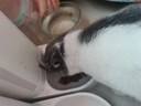 关谷庄猫条猫零食鱼油营养猫咪幼猫湿粮0添加0诱食剂防掉毛成幼猫宠物 营养猫条【组合款】30支 实拍图