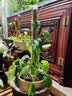 olevo水苔柱龟背竹热植专用白龟蔓绿绒可拼接新型植物攀爬柱支撑杆花架 水苔柱*2支 送连接环*1+地插*1支 【4.5X17cm】 实拍图