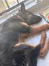 TRUELOVE狗狗项圈小中大型犬脖圈防勒泰迪金毛透气舒适反光宠物脖圈狗圈 桔色（不含牵引绳） 2XL【55-60cm】-建议30-42kg选择 实拍图