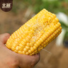 北蔬 水果玉米种子苗四季超甜生吃玉米种籽四季种 美珍206玉米种子50g 实拍图