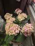 花翁绣球花苗无尽夏大花幸运八仙花阳台室内庭院花卉盆栽植物源头直发 实拍图