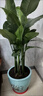 双盟天堂鸟大型植物客厅绿植盆栽办公室内鹤望兰好养落地网红源头直发 实拍图