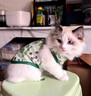 阿莫尔小狗狗猫咪衣服夏季薄款泰迪比熊博美背心宠物小型幼犬透气防掉毛 牛油果（夏季） XS 建议1-2斤 背长20cm 实拍图
