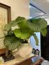 泰西丝青苹果竹芋水养绿植四季常青客厅办公室内好养水培花植物源头直发 实拍图