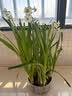 行湘漳州水仙花种球水培绿植盆栽水养花卉球室内冬季花球带芽源头直发 实拍图