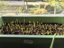 北蔬 格桑花种子苗波斯菊开花四季播种庭院花卉籽子 格桑花种子200粒 实拍图
