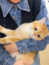 驭瑛撸猫围裙专用衣服抱猫服猫咪剪指甲固定包神器围兜防毛罩衣不粘毛 轻薄-撸猫围裙(带洞) 实拍图