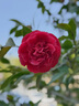 奇美口风琴37键DHS儿童中小学生用课堂3-2键教学初学者男孩女孩用 DHS37键口风琴黑色【全套配件】 实拍图