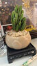 创享绿洲禅意莲花盆万重山仙人掌多肉植物花卉绿植盆栽阳台四季好养易活 万重山舍得盆+苔藓+方底座 实拍图
