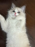 汪野君防外溅猫砂盆半封闭顶入猫厕猫屎盆猫砂铲猫沙盆大号带卡通猫砂垫 实拍图