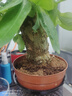 发财树盆栽大植物室内办公室桌面客厅小盆景招财树苗绿植花卉盆栽 单杆发财树 3-5cm【繁星吸水盆】 【送肥料】 实拍图