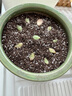 美乐棵 多肉营养土养花家庭园艺植物花土花肥肥料盆栽种植多肉专用土6L 实拍图