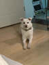台派狗粮4斤冻干双拼全价全期成犬幼犬小型犬泰迪通用狗干粮2kg 实拍图