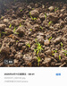 四季蔬菜种子大全菠菜香菜生菜油麦菜苋菜鸡毛菜芹菜矮脚黄蔬菜籽 红根菠菜种子1包约1100粒 实拍图