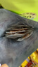 小鹿蓝蓝果木烤肉脯70g猪肉脯高蛋白健康肉类零食猪肉零食宝宝零食 2袋 实拍图