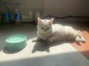 华派 生物集团 HPBG HUAPAI BIOLOGICAL GROUP【冰邮】猫康宁猫三联猫疫苗宠物猫咪疫苗套餐一套自打狂犬疫苗 猫康宁猫三联3针 实拍图