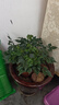 幸福树平安树绿植花卉小盆栽室内客厅办公室四季常青植物净化空气 5A幸福平安树一盆多颗原盆+肥料 实拍图