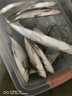 龙王恨鱼饵野战蓝鲫X5腥香钓鱼饵全年通用可搓可拉黑坑野钓鱼食钓鱼饵料 蓝鲫系列鱼饵10包装(共2660g) 实拍图