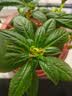 花沃里重瓣凤仙花种子茶花驱蛇花种子蛇灭门家庭盆栽阳台学校种约50粒 实拍图