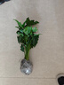 惜林园春羽盆栽室内花卉水养水生绿植好养办公室观叶植物 春羽3株（大）（高30） 不含盆 实拍图