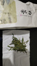 碧辰 安徽黄山原产 白茶毛峰春茶清香豆香型绿茶送礼自饮大袋装 50g 实拍图