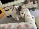 多可特狗窝凉席夏季狗窝猫垫子猫窝狗垫子藤编猫咪窝地垫宠物床宠物冰垫 凉席款,70*50CM 实拍图