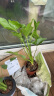 行湘水培绿植盆栽盆景桌面观叶植物春羽2株30-35cm不含瓶 源头直发 实拍图