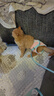 欢宠网猫咪牵引绳猫绳胸背带遛猫绳溜猫绳子背心宠物防挣脱逃脱背带链子 实拍图