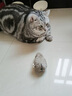 猫玩具小老鼠毛绒宠物猫咪玩具仿真遥控老鼠手动幼猫自嗨逗猫狗狗 【白色】发条小老鼠 实拍图