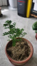 绿有意正宗清香胡椒木盆栽花卉室内外驱蚊草植物树苗老桩盆景九里香绿植 3年苗清香驱蚊(原土无盆)+肥料 含盆 实拍图