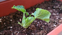 原起点水果黄瓜苗春夏季小黄瓜南方青瓜旱瓜苗秧四季阳台盆栽蔬菜种子籽 【6棵】绿芯大黄瓜苗 实拍图
