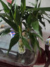 富贵竹水培植物盆栽绿植花卉室内花客厅招财水养转运竹节节高 富贵竹50-60厘米8颗（促销款） 不带花瓶 实拍图