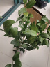 叶之静柠檬树苗 阳台 庭院植物 南方北方种植 果树苗 当年颗结果 香水柠檬 六年壮苗当年结果 实拍图