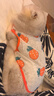 智宙猫咪衣服夏季猫衣服防掉毛薄款幼宠物背心小型犬柯基博美泰迪衣服 【两件装】胡萝卜+牛油果 M 建议5-7斤 背长28cm 实拍图