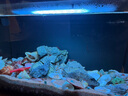 云峰海瑞黑壳虾清洁虾观赏虾 鱼缸水族箱水草缸清洁除藻淡水 虾螺蟹鱼清洁套餐 实拍图