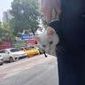 OSKV猫包外出便携宠物猫咪狗狗斜挎包猫书包单肩猫袋小型犬背包宠物包 单肩包/送垫子-米黄色 实拍图