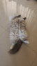 HELLOJOY 防猫抓沙发贴保护套透明猫爪贴布皮质沙发防护贴30*45cm*5片装 实拍图