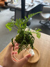 八芽趣味鲜活苔藓微型景观创意室内桌面生态绿植盆栽盆景懒人好养植物 观山狼尾蕨-小白熊-含竹底托 带玻璃杯 实拍图