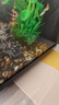 萌嘟星宠 鱼缸底砂水族箱底沙子细沙黄花色龟缸多肉装饰0.5-1mm 太行黄沙 实拍图