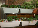 JUXBUSH花盆阳台长方形种菜盆种菜箱楼顶种植箱室内蔬菜塑料大花盆懒人 【1个】浅灰色 特大号【49*18*12.5cm】含托盘 实拍图