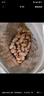 憨豆熊憨豆熊本色开心果 无漂白原色大颗粒微咸年货休闲食品孕妇零食 【1斤】伊朗本色开心果 250g*2袋 实拍图