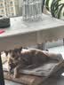 多可特狗窝凉席夏季狗窝猫垫子猫窝狗垫子藤编猫咪窝地垫宠物床宠物冰垫 凉席款,53*34CM 实拍图